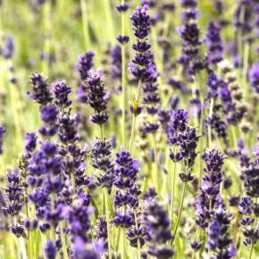 Lavendel 'Hidcote Blue' Pflanze
