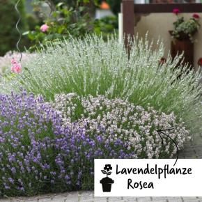 Lavendel Rosea Pflanze