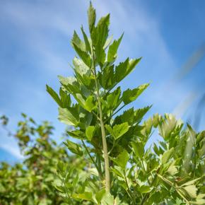 Liebstöckel Pflanze
