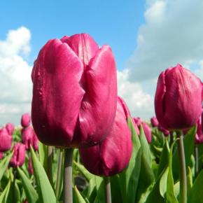 Einfache frühe Tulpe Purple Prince