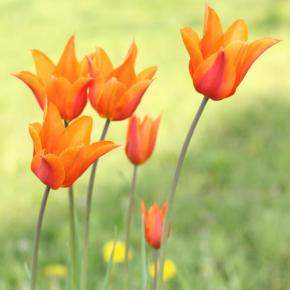 Lilienblütige Tulpe Ballerina