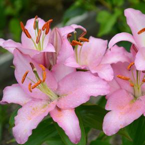 Orientalische Lilie pink
