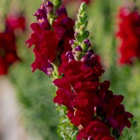 Löwenmäulchen Black Prince Pflanze