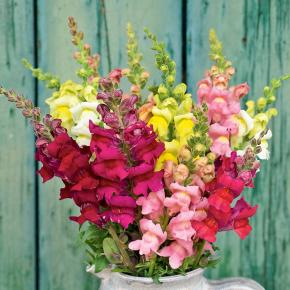 Löwenmäulchen Pflanze