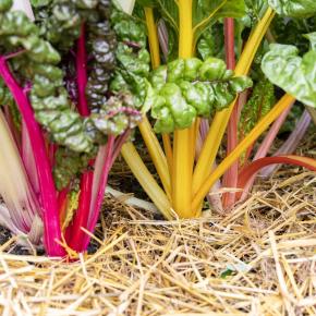 Mangold Bright Lights Pflanze