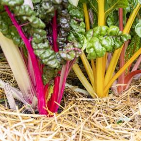 Mangold Bright lights