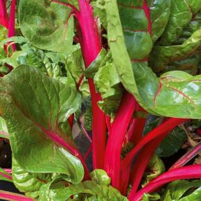 Mangold Magenta Sunset