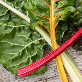 Mangold Tre Colori