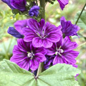 Mauretanische Malve  Pflanze