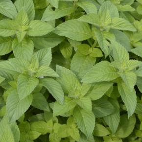 Bananen-Minze Pflanze