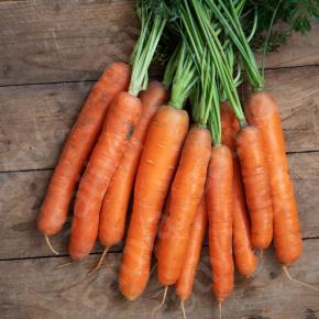 Möhre Deliva (SAT 46)