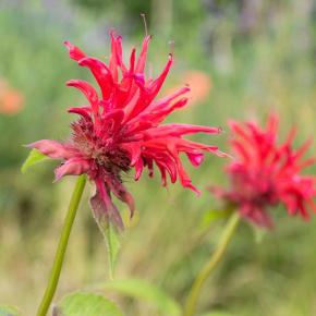 Oswegokraut Monarde Gardenview Red Pflanze