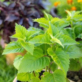 Tee-Monarde Pflanze