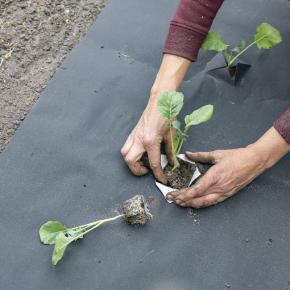 Mulchfolie biologisch abbaubar aus Naturpapier