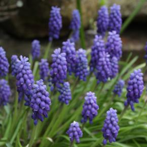 Traubenhyazinthe blau