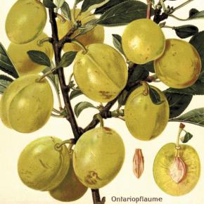 Ontariopflaume