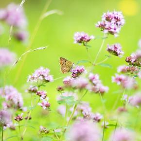 Färberpflanze Dost/Oregano