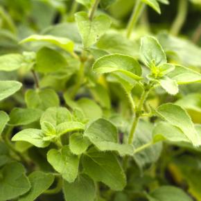 Griechischer Oregano Samothrake Pflanze