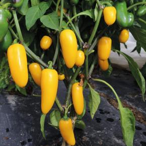 Chili Jalapeno Luciel