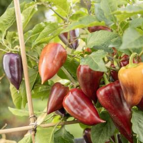 Paprika Palila Pflanze