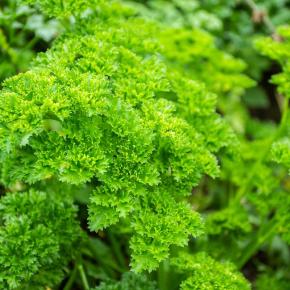 Petersilie Wega Pflanze