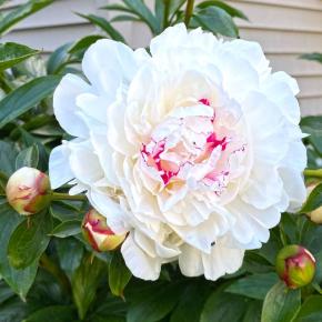 Pfingstrose Festiva Maxima