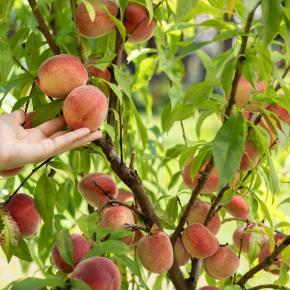 Pfirsich Kernechter vom Vorgebirge