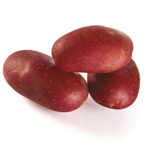 Delila Pflanzkartoffeln, bio