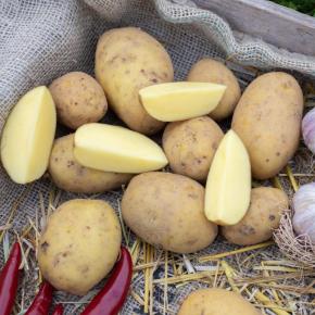 Emiliana Pflanzkartoffeln, bio