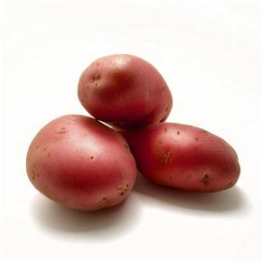 Stemster Pflanzkartoffeln, bio
