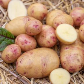Carolus Pflanzkartoffeln, bio