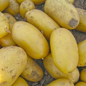 Coquine Pflanzkartoffeln, bio