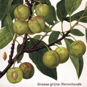 Große Grüne Reneklode