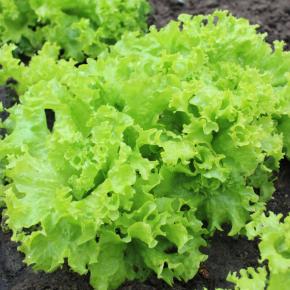 Pflücksalat Kailua Pflanze