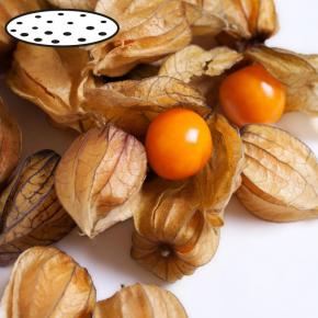 Physalis Coqueret aus Peru  Saatscheiben