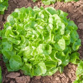 Eichblattsalat Lenir Pflanze