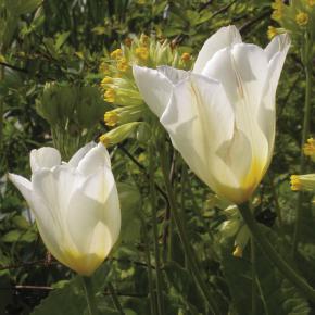 Fosteriana-Tulpe Purissima
