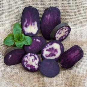 Purple Rain Pflanzkartoffeln, bio