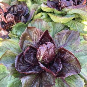 Zichoriensalat Grumolo rosso