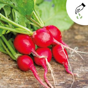 Radies Cherry Belle GREEN MUNDO