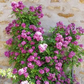 Ramblerrose Veilchenblau