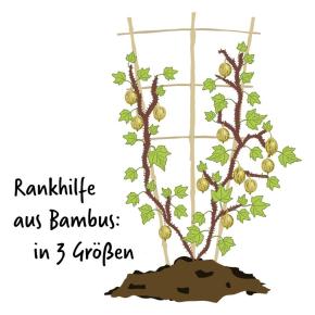 Bambus-Rankgitter