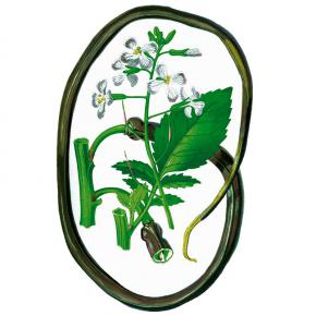 Rattenschwanzrettich