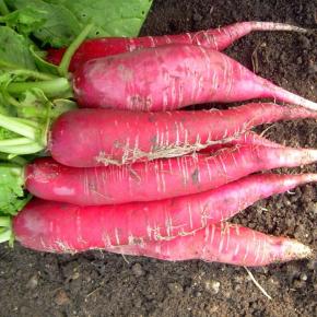 Rettich Ostergruß Rosa 2