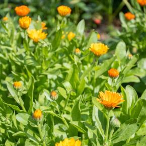 Ringelblume<br>Pflanze