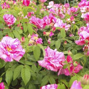 Gallicarose Rosa Gallica versicolor