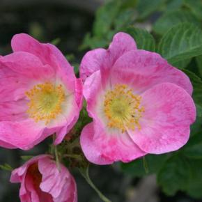Wildrose - Weinrose Rosa rubiginosa