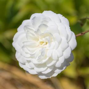 Bodendeckerrose Snow Ballet®