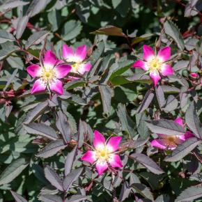 Wildrose Blaue Hechtrose