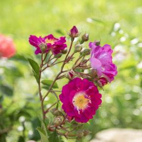 Ramblerrose Hermann Schmidt